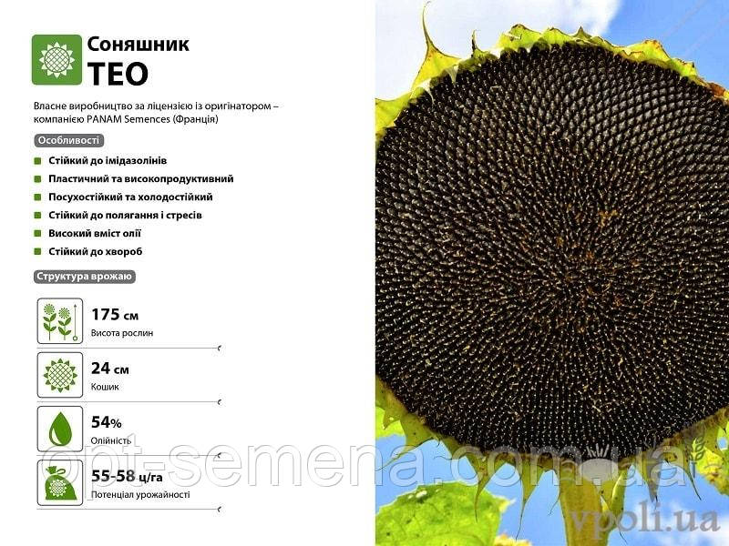 Насіння соняшнику Тео (Під Євролайтинг) Альфа хім груп