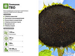 Насіння соняшнику Тео (Під Євролайтинг) Альфа хім груп