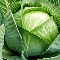ТМ КОУЕЛ Капуста білокачанна Амагер 1000г