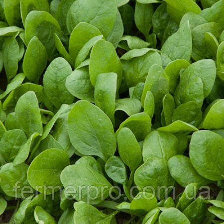 Насіння шпинату Сільвервейл F1/Silverwhale F1 1 000.000 насіння Rijk zwaan, фото 1