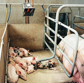 Абсолютна Автономія!Найкраще опалення поросят у свинарнику з допомогою сучасних брудеров спеціально розроблених для свинарських ферм і іншого тваринництва. Забезпечують природне середовище проживання для поросят. В рази економить енергоресурси.