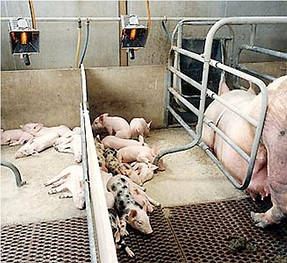 Абсолютна Автономія!Найкраще опалення поросят у свинарнику з допомогою сучасних брудеров спеціально розроблених для свинарських ферм і іншого тваринництва. Забезпечують природне середовище проживання для поросят. В рази економить енергоресурси.