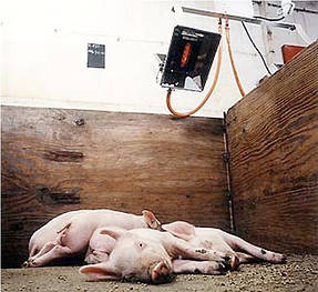 Абсолютная Автономия!Лучшее отопление поросят в свинарнике с помощью современных брудеров специально разработанных для свиноводческих ферм и другого животноводства. Обеспечивают естественную среду обитания для поросят. В разы экономят энергоресурсы.