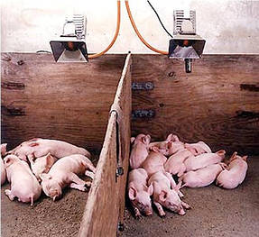 Абсолютна Автономія!Найкраще опалення поросят у свинарнику з допомогою сучасних брудеров спеціально розроблених для свинарських ферм і іншого тваринництва. Забезпечують природне середовище проживання для поросят. В рази економить енергоресурси.