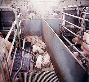 Абсолютная Автономия!Лучшее отопление поросят в свинарнике с помощью современных брудеров специально разработанных для свиноводческих ферм и другого животноводства. Обеспечивают естественную среду обитания для поросят. В разы экономят энергоресурсы.