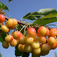 Черешня Сонячна куля