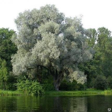 Верба біла срібляста
