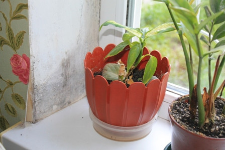 Цвіль на укосах: що робити? Цвіль на укосах: що робити?