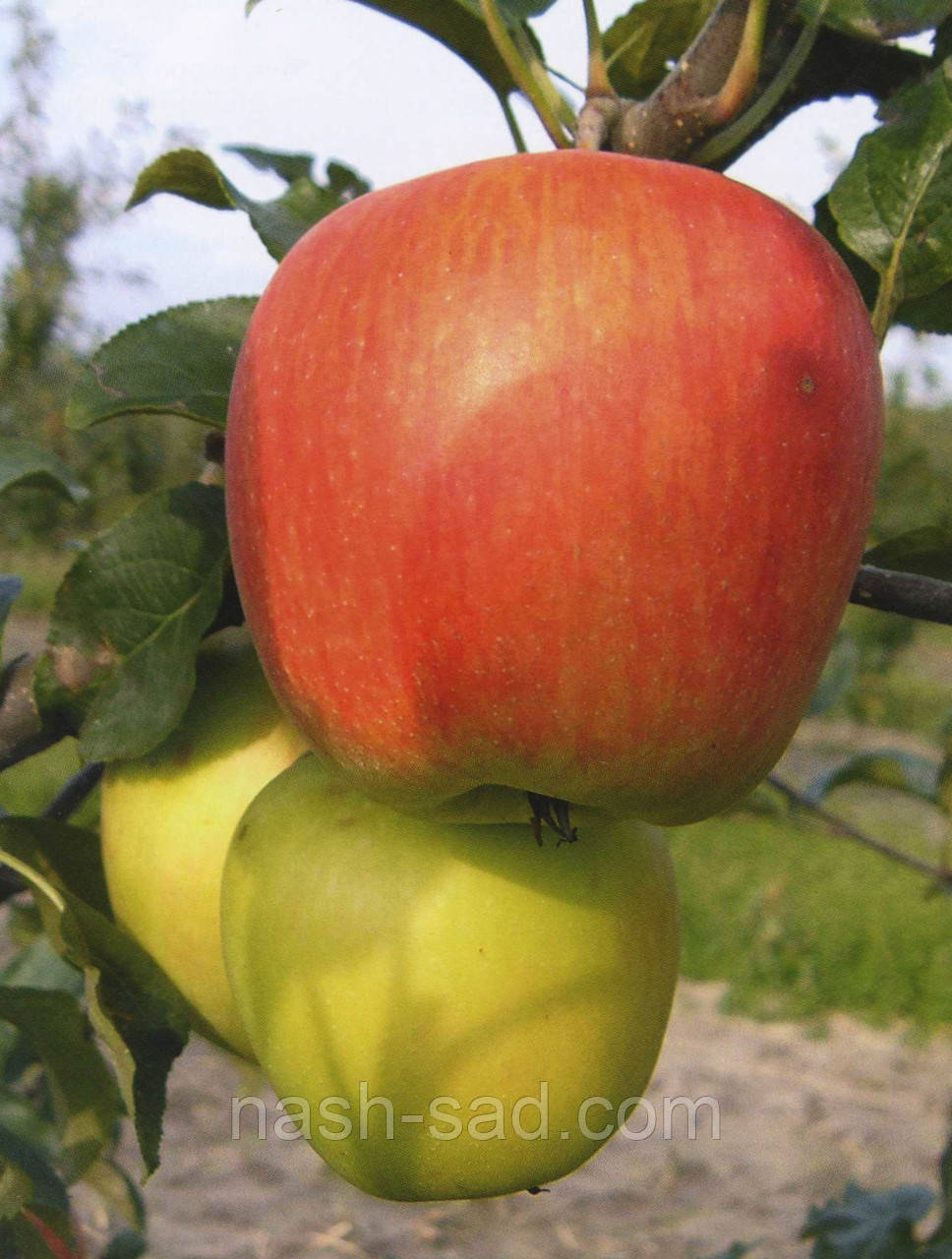 Саджанці яблуні Дельбарестівале (Делькорф) (Франція)