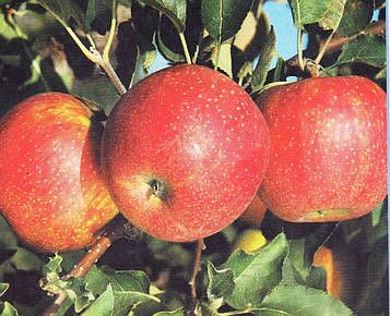 Саджанці яблуні Джонагоред Моренса (США)