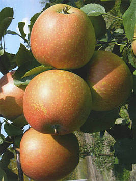 Саджанці яблуні Катерина (Україна)