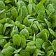 Насіння шпинату Вудпекер F1/Woodpecker F1 25000 насіння Rijk zwaan, фото 2