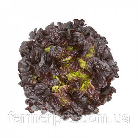 Насіння салату Сатурдай/Saturdai 5000 насіння Rijk zwaan, фото 1