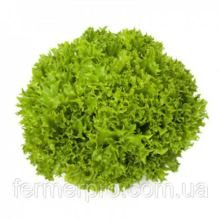 Насіння салату Екзект/Exact 5000 насіння Rijk zwaan, фото 1