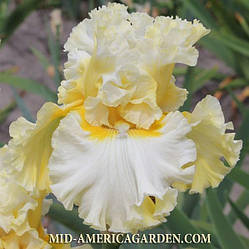 Ірис Bring Me Diamonds Брайт Мі Диамондс (Blyth 2015) (саджанці)