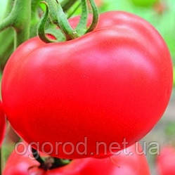 Белфорт F1 500 шт. насіння томата високорослого Enza Zaden Голландія