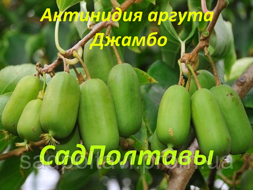 Саджанці актинідії аргута Джамбо в конт 5л (жіноча) 3хлетний, фото 2