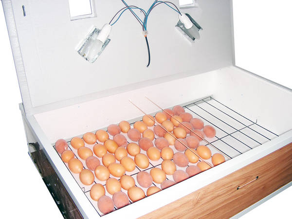 Инкубатор ряба 64 озон. Ряба 36 инкубатор. Инкубатор ряба. Инкубатор ряба 64 озон. Инкубатор иб 100.