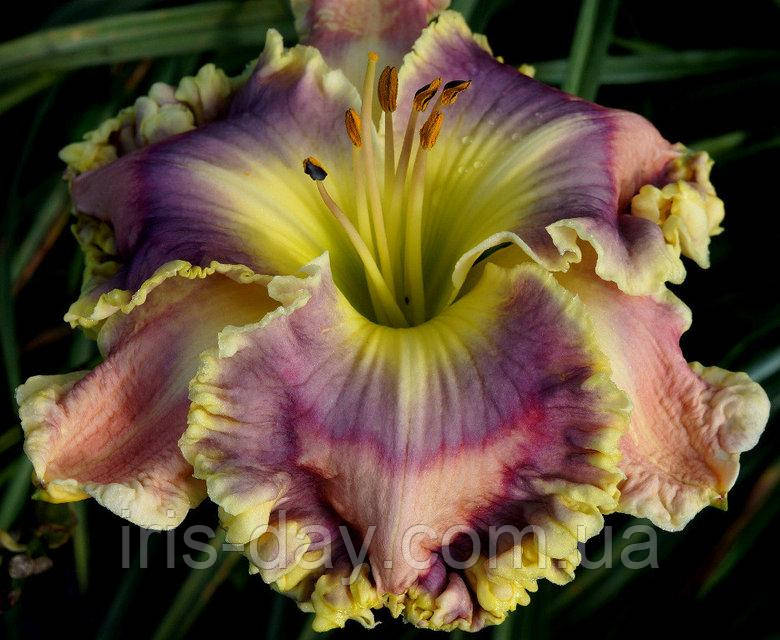 Лілейник Bella Cecelia (Hansen 2016) (сажани), фото 1