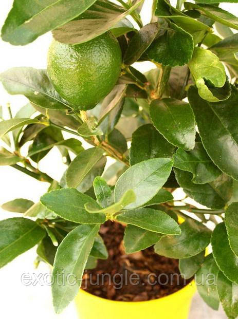 Лайм Таїті, Перський Лайм (tahitian lime, lime tahiti, persian lime до 20 см. Кімнатний