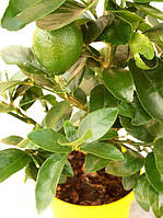 Лайм Таити, Персидский Лайм (tahitian lime, lime tahiti, persian lime до 20 см. Комнатный