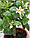 Лайм Таїті, Перський Лайм (tahitian lime, lime tahiti, persian lime до 20 см. Кімнатний, фото 3