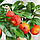 Лайм Россо/Червоний лайм (Lima Rosso, Citrus Red Lime) 20-25 см. Кімнатний, фото 2
