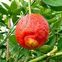 Лайм Россо/Червоний лайм (Lima Rosso, Citrus Red Lime) 25-30 см. Кімнатний
