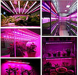 Фітосвітильник червоні та сині діоди "Green Long" 8W 600 мм, фото 4