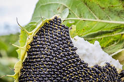 Насіння соняшнику Гастон (під Гранстар)