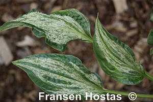 Хоста Alley Oop Аллей Оп (сажіанці)