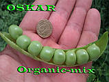 Ранній, цукровий, великий горох Оскар / Oskar (проф.пакет 1 кг), SEMO (Чехія) Імпорт жовтень 2024, фото 3