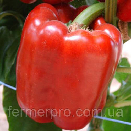 Насіння перцю Кримсон Кінг F1/Crimson king F1 1000 насіння Hazera, фото 1