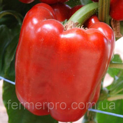Насіння перцю Кримсон Кінг F1/Crimson king F1 250 насіння Hazera, фото 1