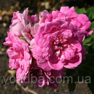 Троянда канадська Луїс Джоліет, фото 1