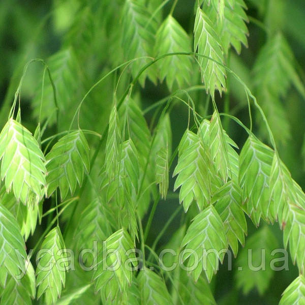 Хасмантіум широколистий, фото 1