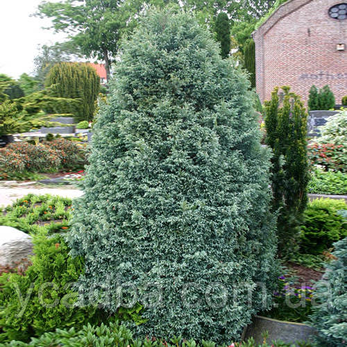 Кипарисовик горохуплідний Булевард (горщик 0,5л), фото 1