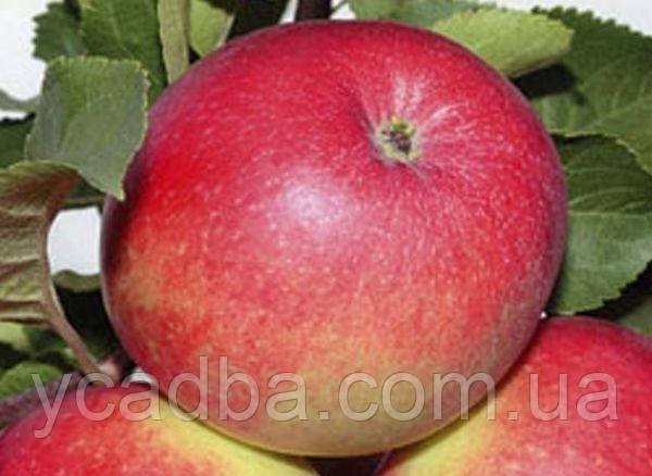 Яблуня Еліза (зимова), фото 1