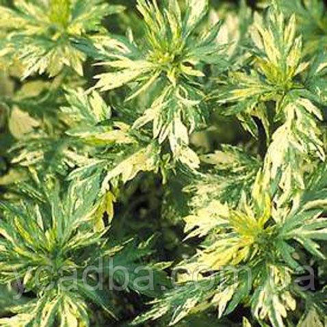 Полин декоративний Oriental Limelight (горщик 0,5л), фото 1