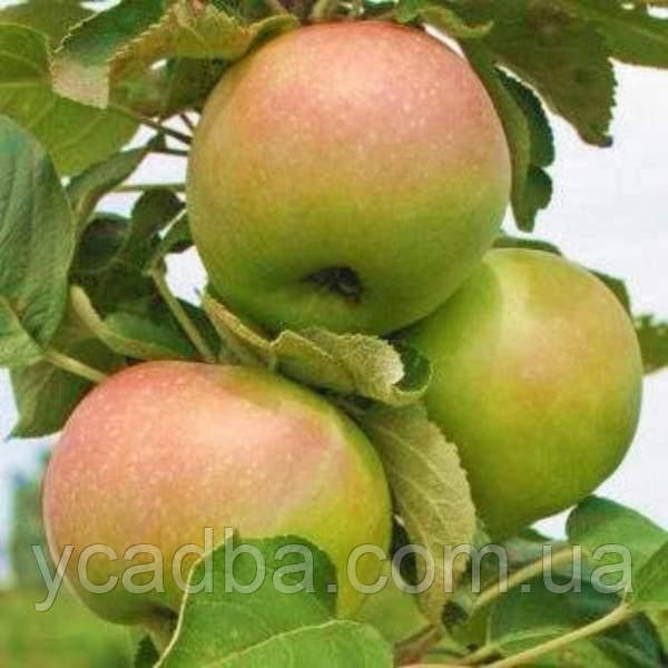 Яблуня колоноподібна Білосніжка (зимова), фото 1