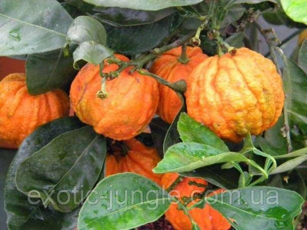 Помірянець Каналікулату (Citrus canaliculata) до 20 см. Кімнатний