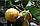 Помірянець Каналікулату (Citrus canaliculata) до 20 см. Кімнатний, фото 3