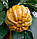 Помірянець Каналікулату (Citrus canaliculata) до 20 см. Кімнатний, фото 6