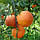 Апельсин Моро (Citrus sinensis cv. Moro) до 20 см. Кімнатний, фото 4