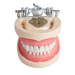 Модель, фантом зі знімними зубами для навчання стоматологів