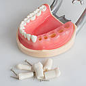 Модель, фантом зі знімними зубами для навчання стоматологів, фото 3