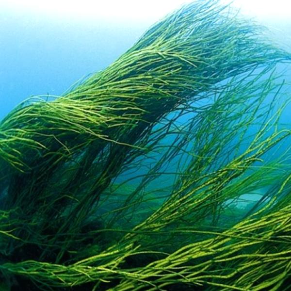 Спирулина Краситель – Telegraph