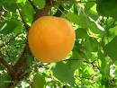 Саджанці абрикоса Голдрич(США)