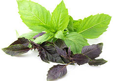 Насіння базиліка