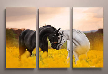 Картина модульна друк на полотні Чорна і біла кінь на жовтому полі Красиві коні 90х60 з 3-х частин